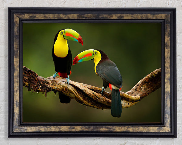 Two Toucans on branch Framed Print
