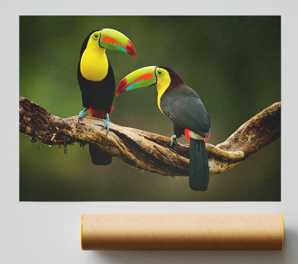Two Toucans On Branch Giclee Print