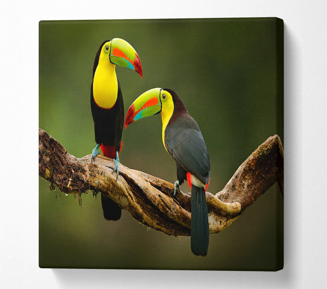  A Canvas Print of Two Toucans on branch Canvas Print