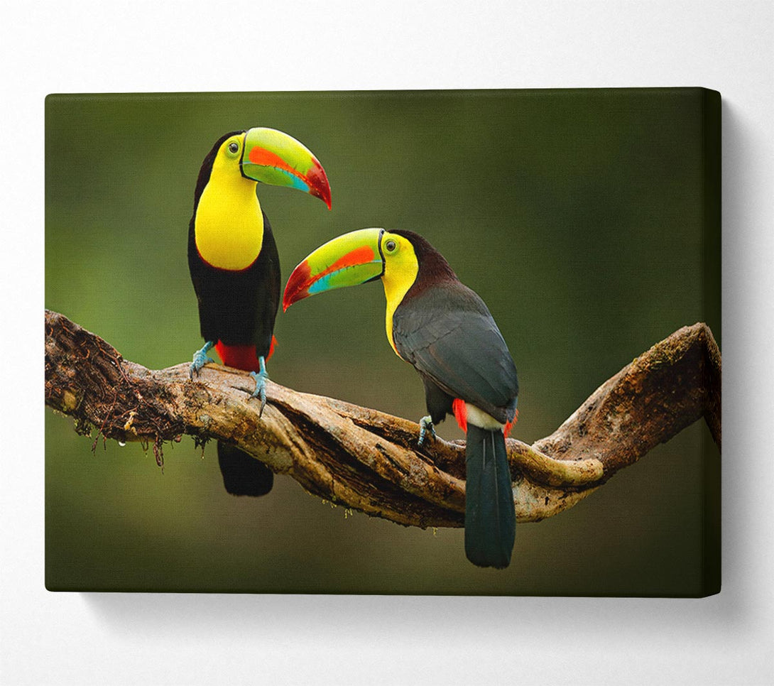  A Canvas Print of Two Toucans on branch Canvas Print