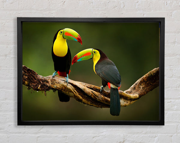 Two Toucans on branch Framed Print