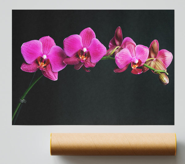 Pink Orchids Curve Print