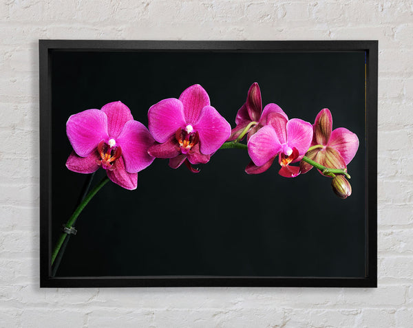 Pink Orchids Curve Framed Print