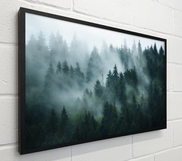 Mist in the dense woods