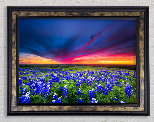 Vibrant skies above blue flowers Framed Print
