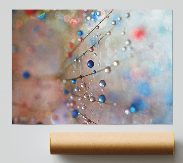 Droplets Of Colour On A Flower Giclee Print