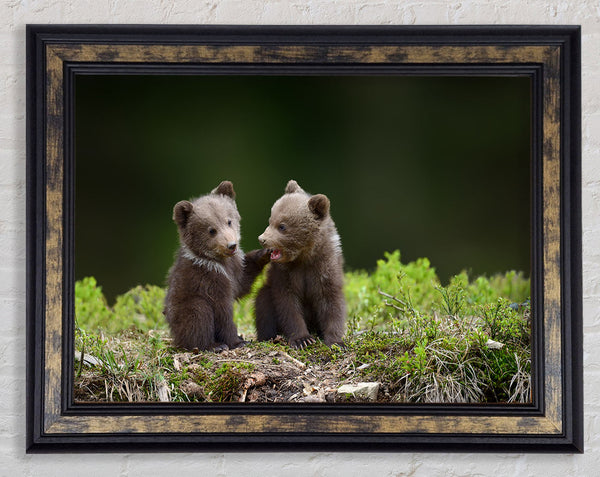 Two bear cubs playing Framed Print