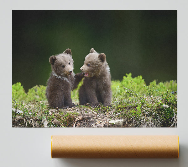 Two Bear Cubs Playing Print