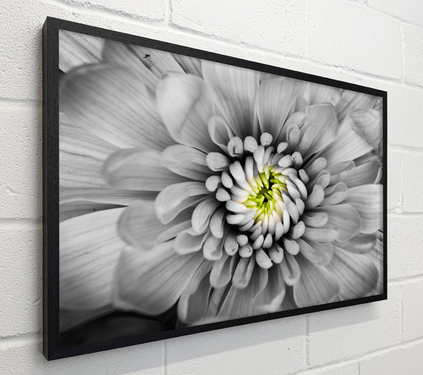 Close up flower in black and white