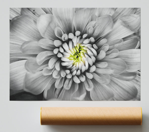 Close Up Flower In Black And White Print