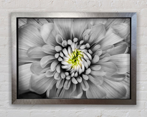 Close up flower in black and white Framed Print