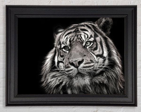 Handsome Black and white tiger Framed Print