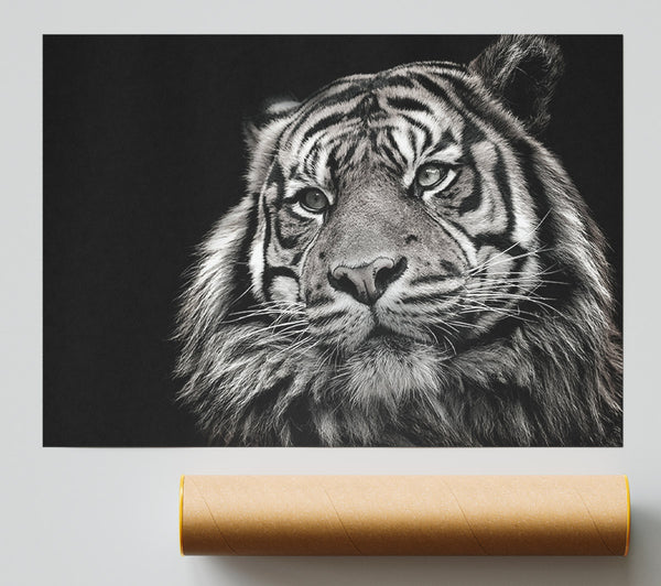 Handsome Black And White Tiger Print