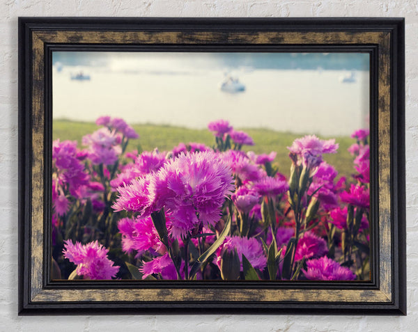 Pink flowers in the countryside Framed Print