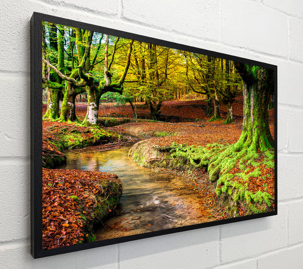 Gentle shallow stream woodland