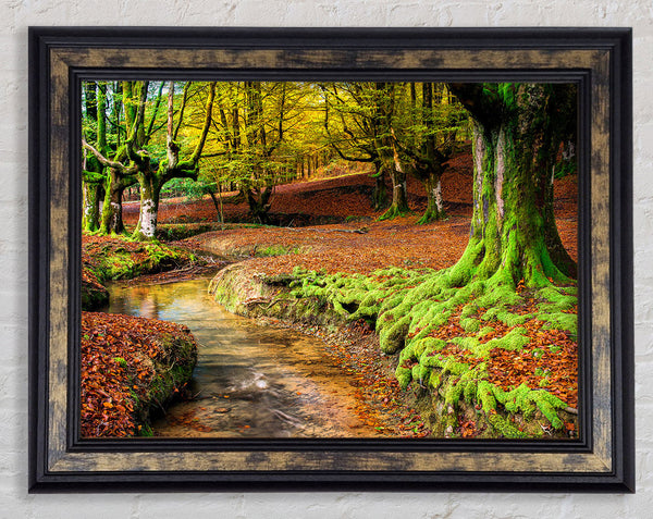 Gentle shallow stream woodland Framed Print