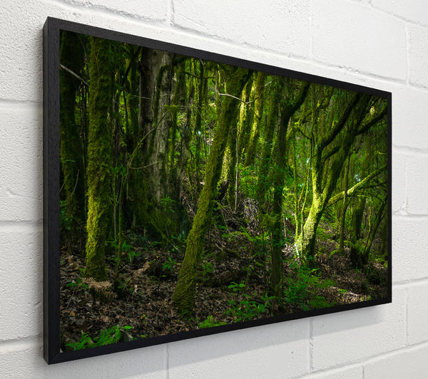 Dense Green Mossy Forest