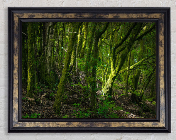 Dense Green Mossy Forest Framed Print