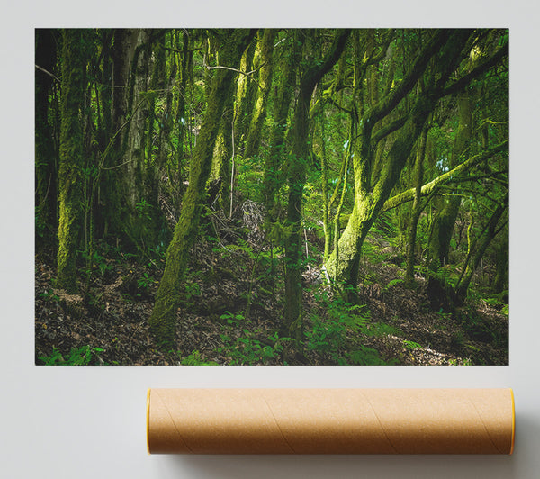 Dense Green Mossy Forest Poster