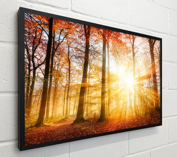 Great british autumn woodland