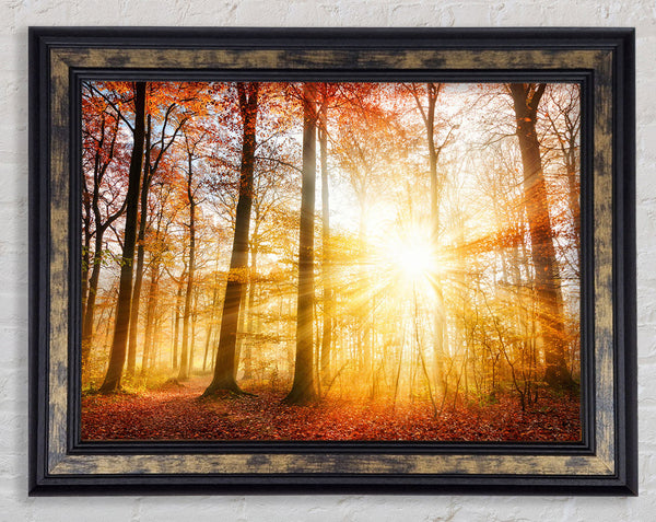 Great british autumn woodland Framed Print