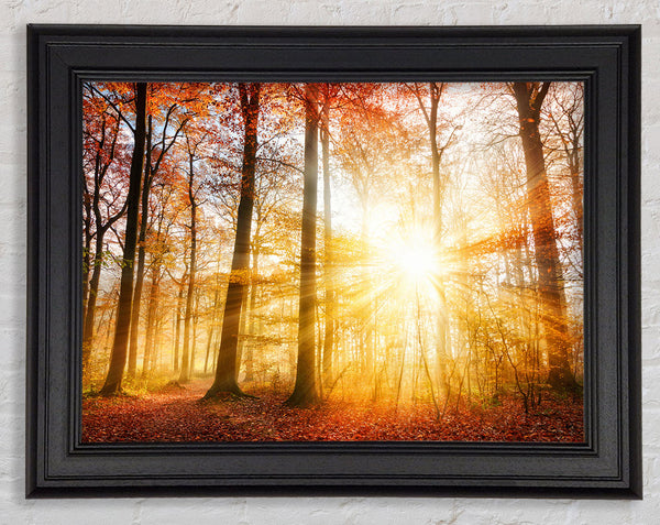 Great british autumn woodland Framed Print