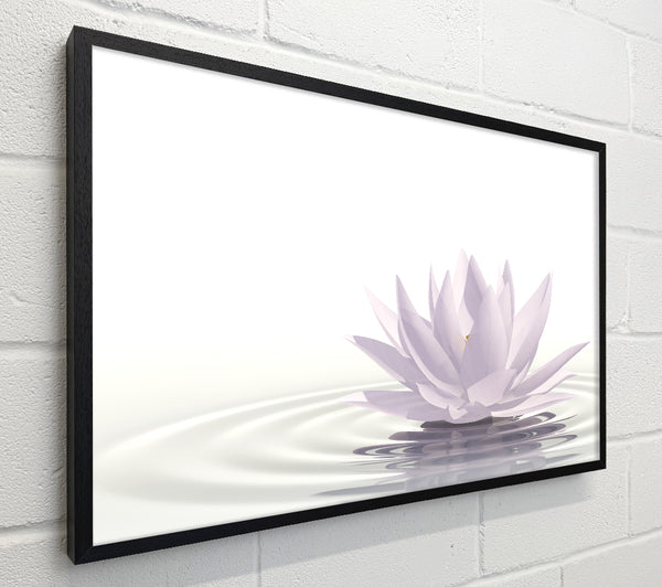 White lotus on rippled water