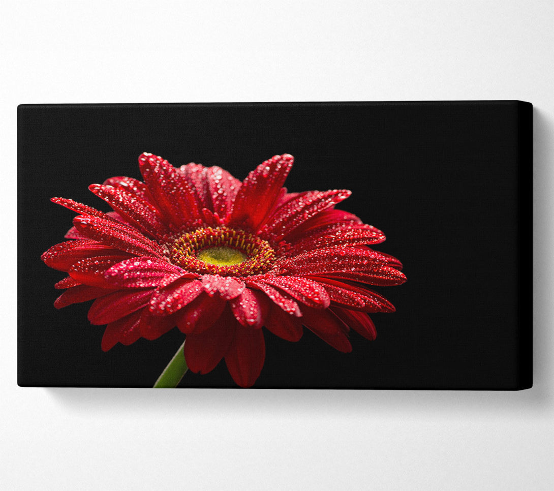  A Canvas Print of Red gerbera with rain droplets Canvas Art