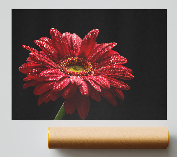 Red Gerbera With Rain Droplets Giclee Print