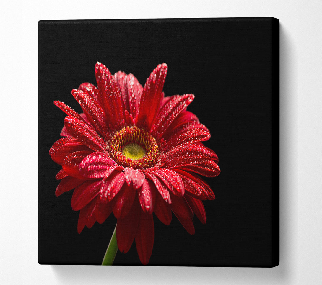  A Canvas Print of Red gerbera with rain droplets Canvas Art
