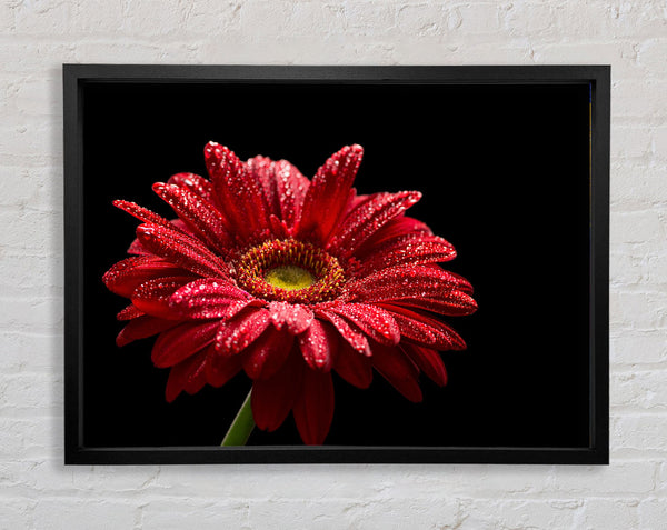 Red gerbera with rain droplets Framed Print