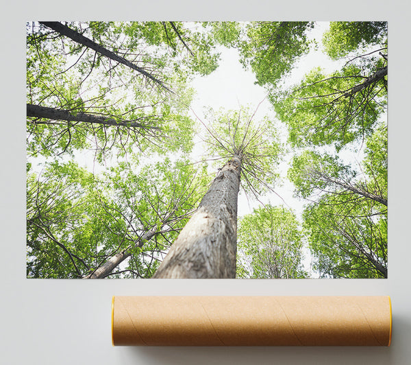Up The Tree To The Skies Print