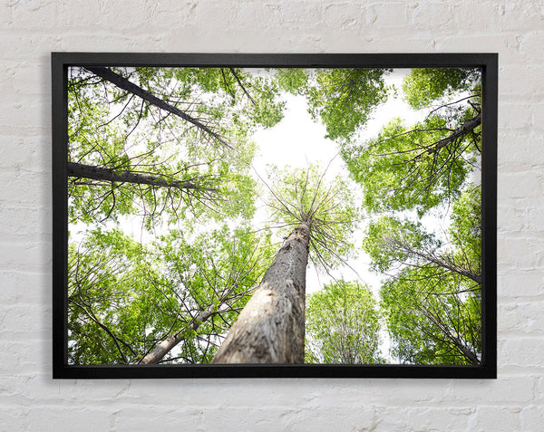 Up the tree to the skies Framed Print