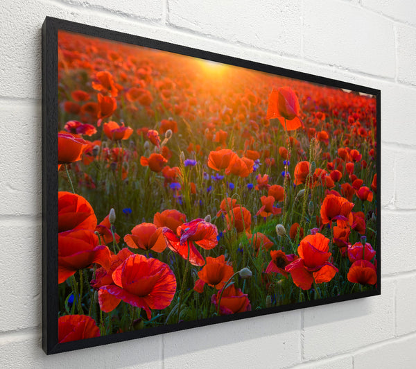 Red poppies under the sunset