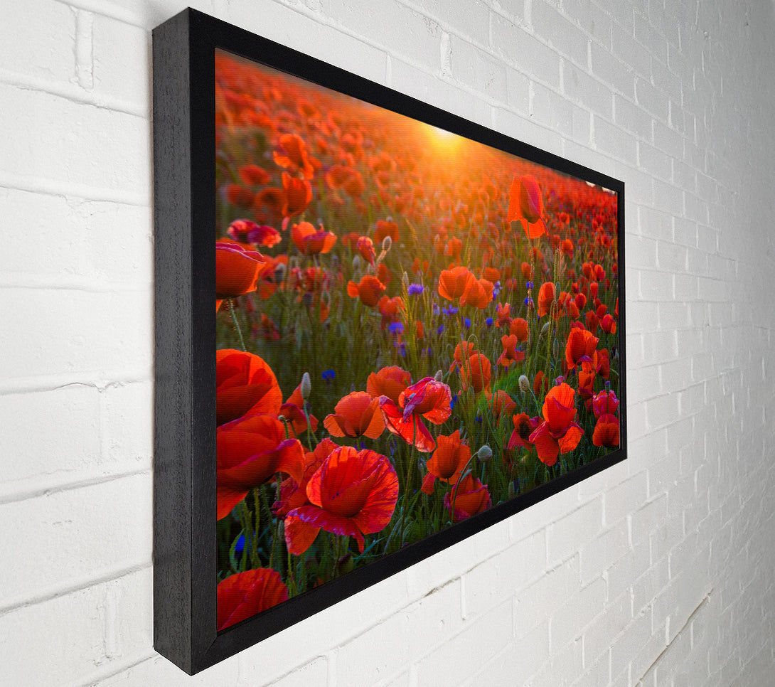  A Canvas Print of Red poppies under the sunset Canvas Wall Art