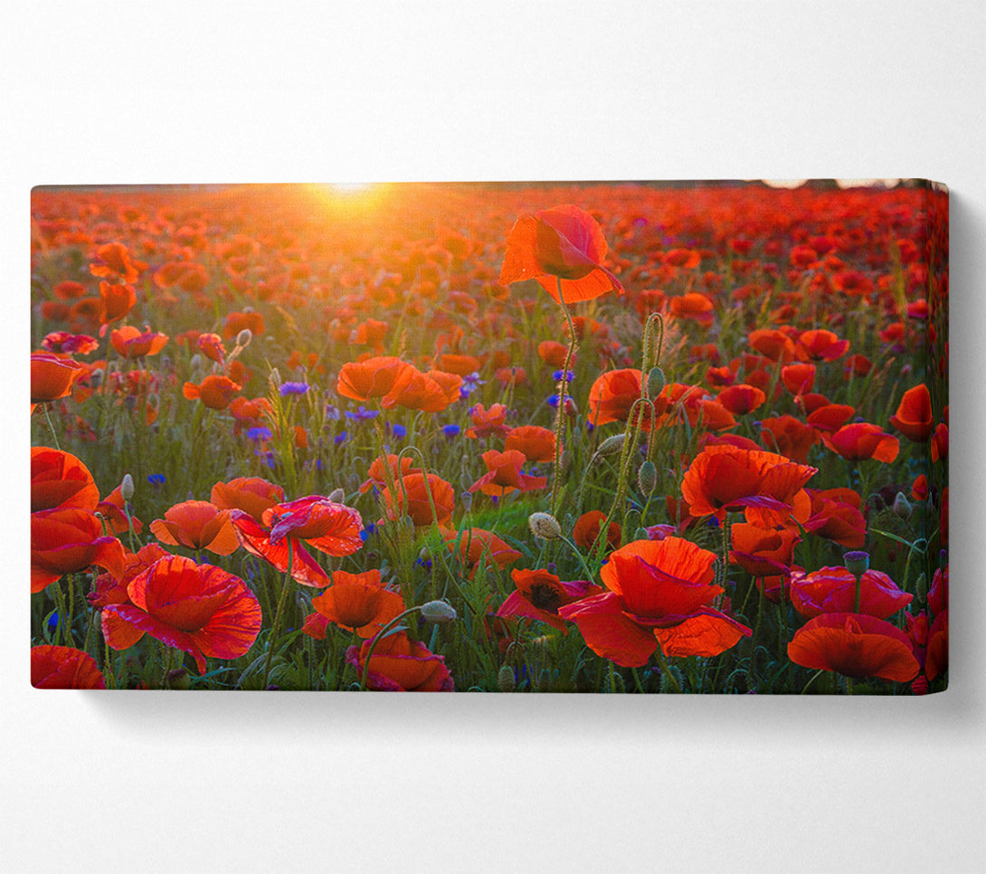  A Canvas Print of Red poppies under the sunset Canvas Wall Art