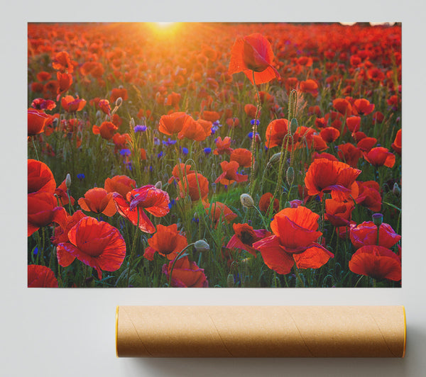 Red Poppies Under The Sunset Giclee Print