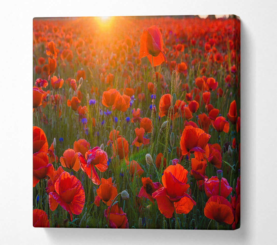  A Canvas Print of Red poppies under the sunset Canvas Wall Art