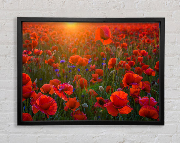 Red poppies under the sunset Framed Print