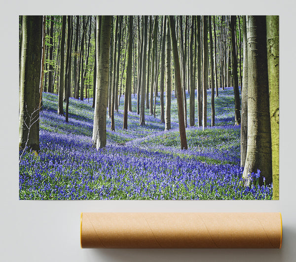 Stunning Beautiful Lilac Woodland Walk Print