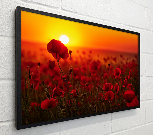 Poppies in the sunset reds
