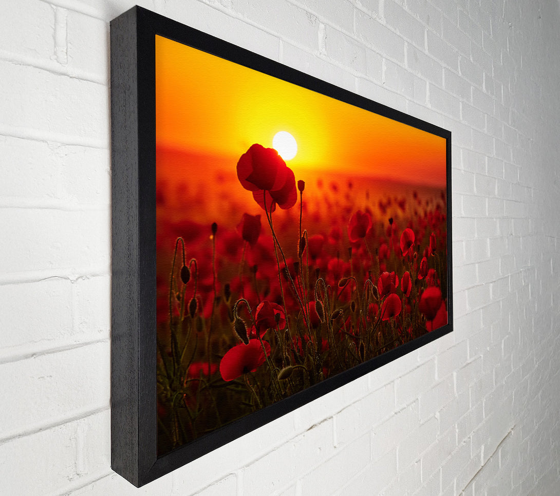  A Canvas Print of Poppies in the sunset reds Canvas Wall Art