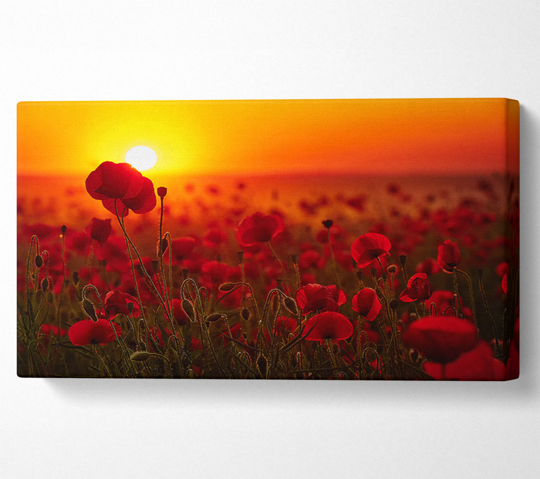  A Canvas Print of Poppies in the sunset reds Canvas Wall Art
