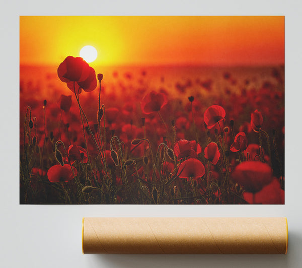 Poppies In The Sunset Reds Giclee Print