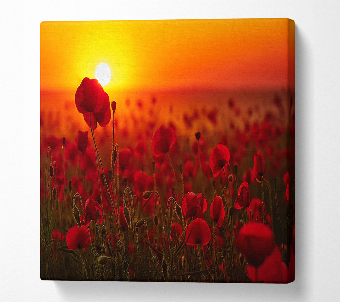  A Canvas Print of Poppies in the sunset reds Canvas Wall Art