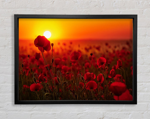 Poppies in the sunset reds Framed Print