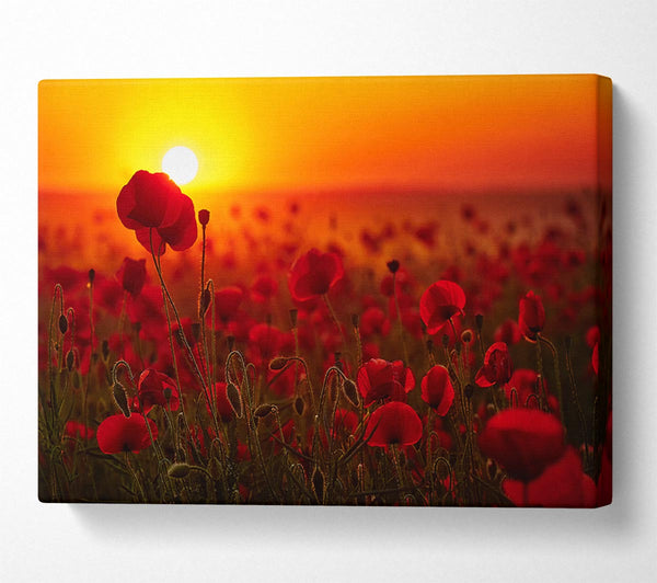  A Canvas Print of Poppies in the sunset reds Canvas Wall Art