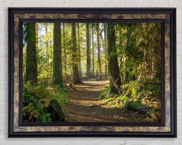 British woodland walk trale Framed Print
