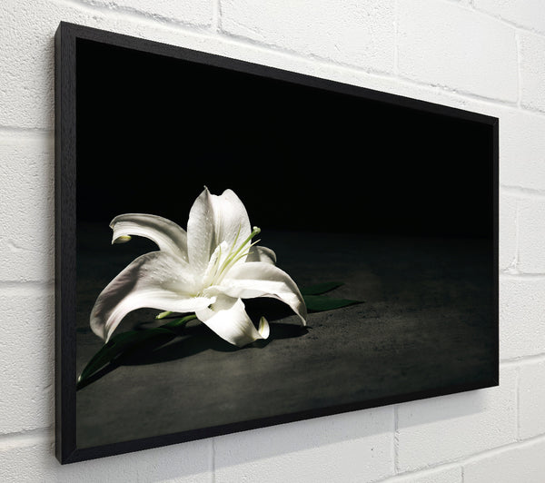 White lilly on the floor