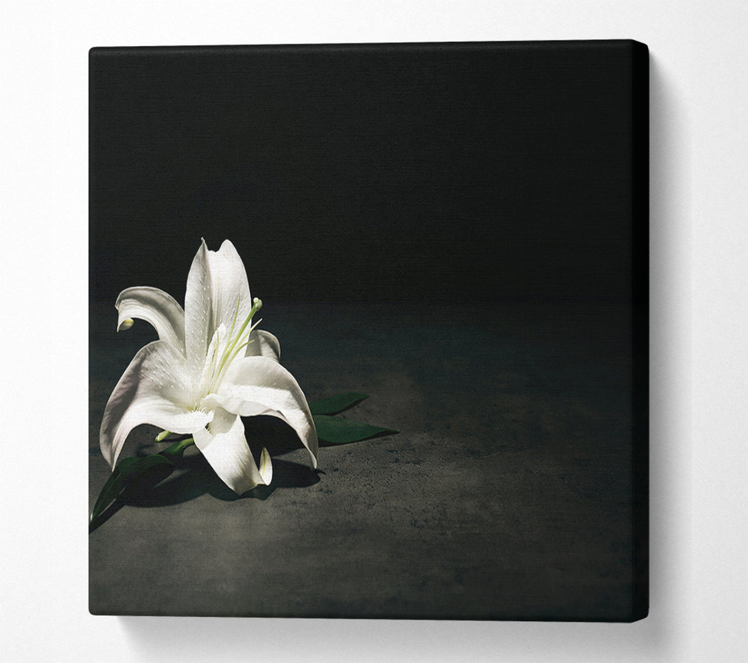  A Canvas Print of White lilly on the floor Canvas Art